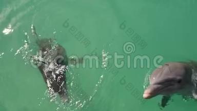 海豚在水里游泳。 慢动作录像。 常见的宽吻海豚或大西洋宽吻海豚..